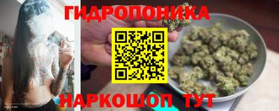 прущие грибы Абакан